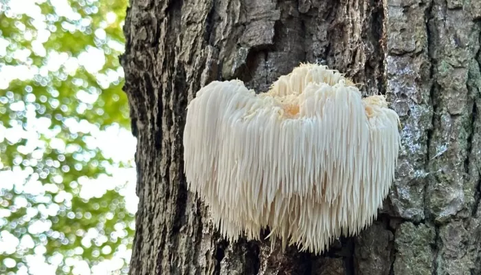 Lion's Mane fungi by Pippa Hope