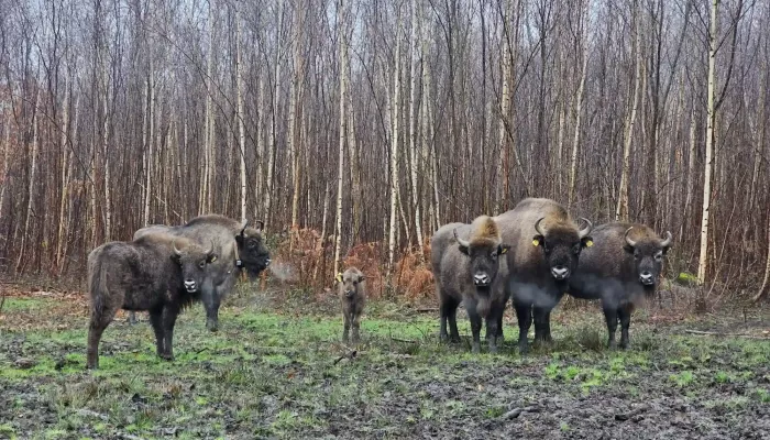 The bison herd at the Blean, with a calf in the middle.