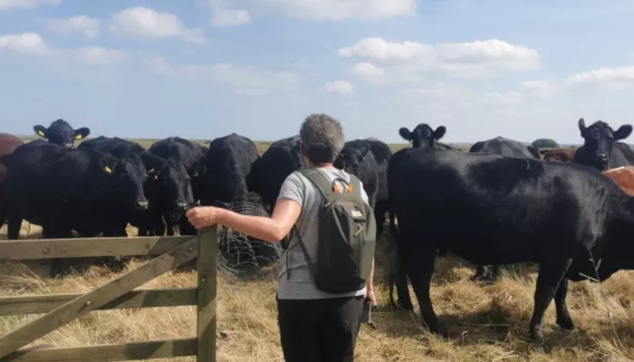 A person holding a wooden gate in front of a group of cows.