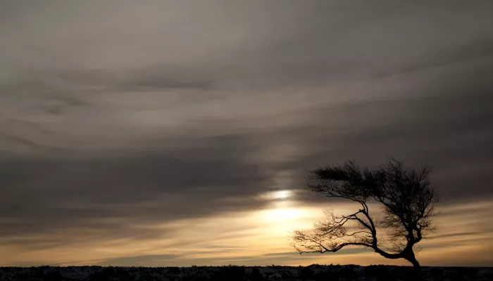 A windswept tree against a misty sky with the sun peeking through.