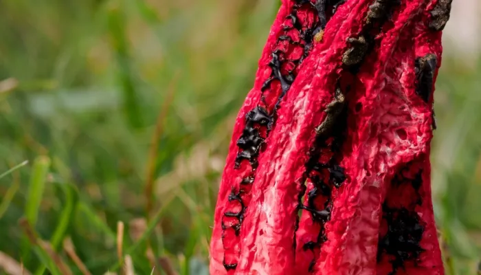 Stinkhorn