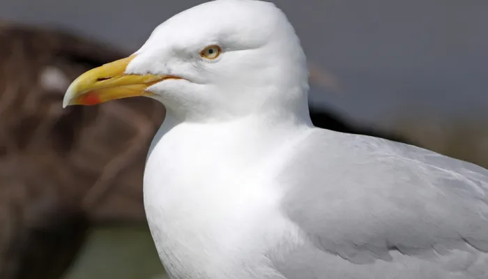 A Herring Gull – our most typical "seagull" in the UK.