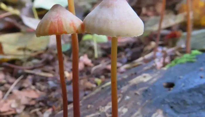 Saffron drop fungi growing from dead wood.