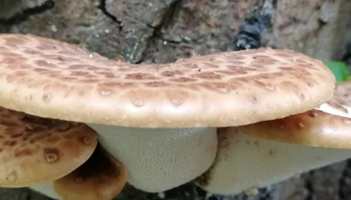 Dryad's saddle