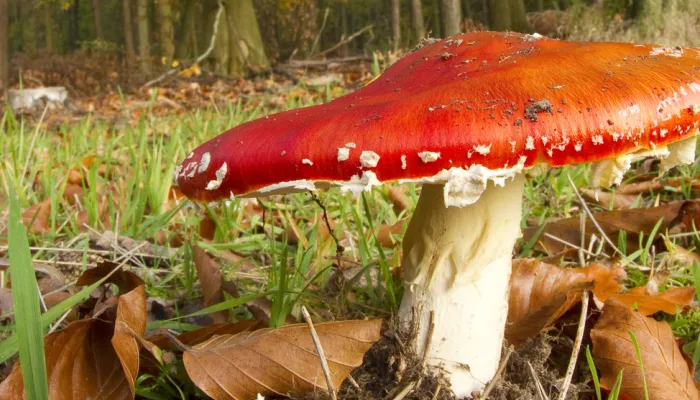 A bright red Fly Agaric mushroom.