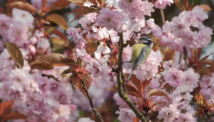 garden blue tit in blossom