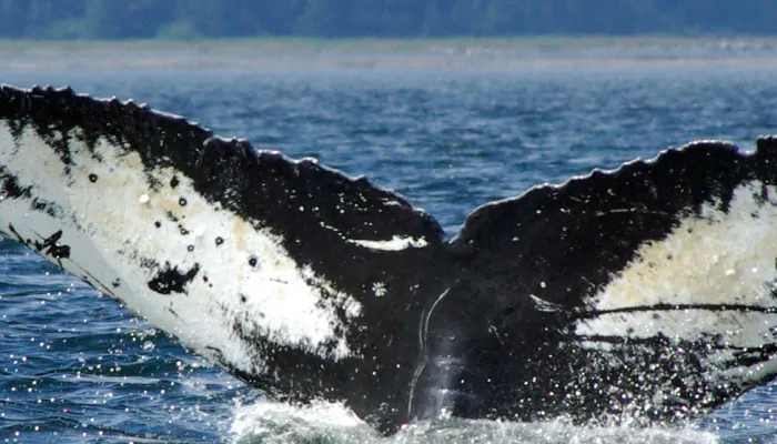A humpback whale's fin splashing out of the sea.