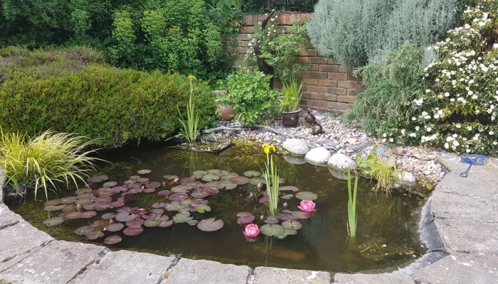 Pond in garden