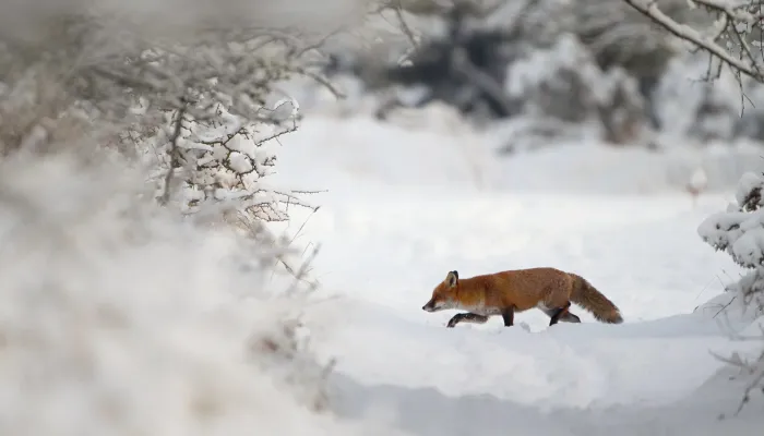 Red Fox (Vulpes vulpes) Vixen in the Snow during winter.