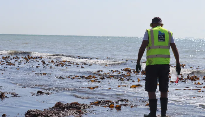 Man walking on shore with back to camera as part of shoresearch volunteering