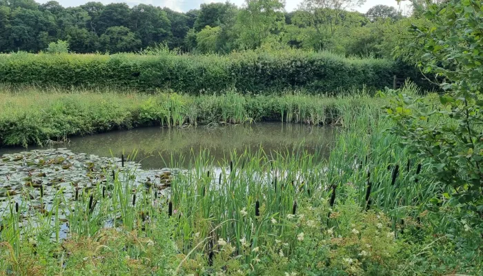 A lake at Moat Farm, Shadoxhurst, surrounded by summer trees and plants