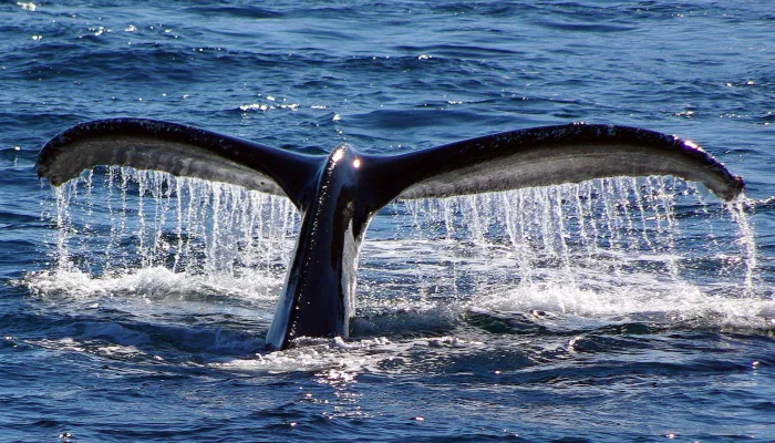 Humpback Whale