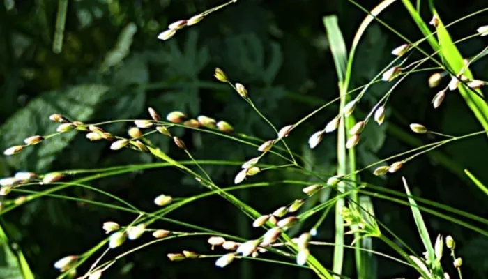 Drooping Wood Melick grass.