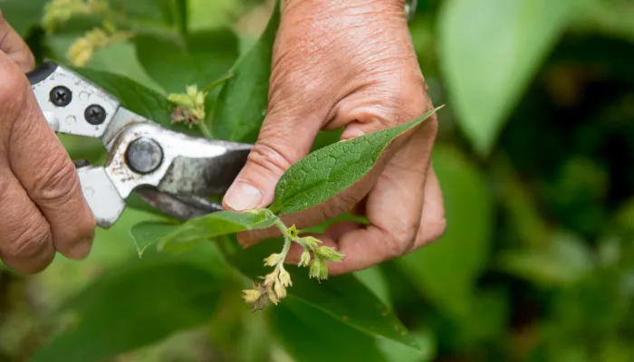 A close-up of hands cutting green leaves with secateurs.