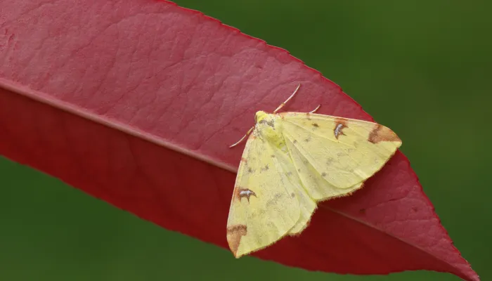 A yellow brimstone moth on a red leaf