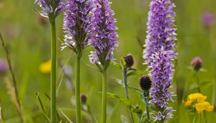 Five purple common spotted orchid flowers among other wildflowers and grasses