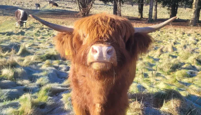 A Highland looking straight towards the camera