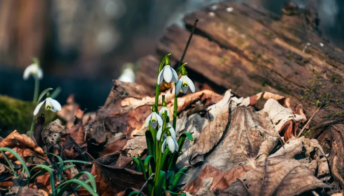 white flower in autumn leaves in woods