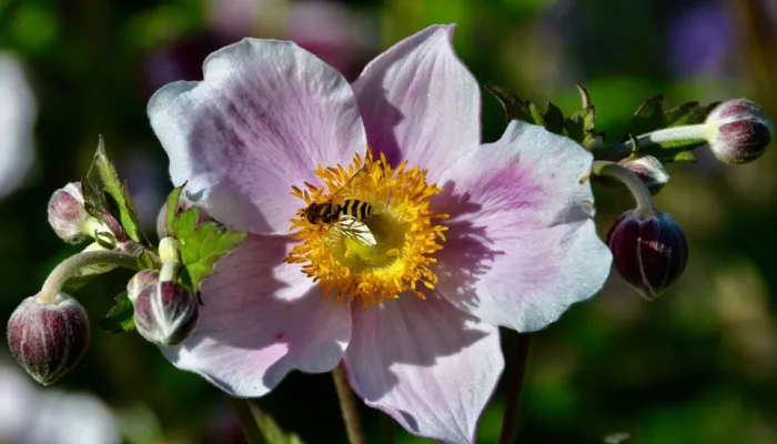 A common banded hoverfly on a pink flower.