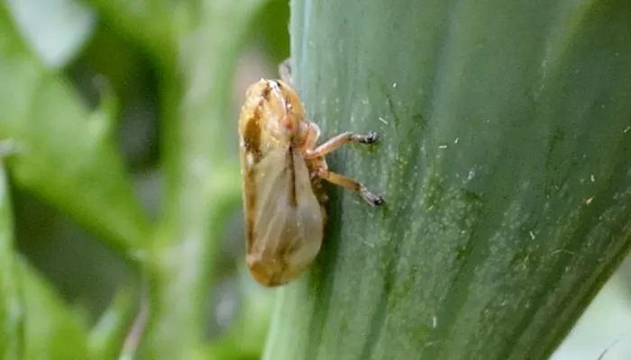 A common froghopper on a plant stem.