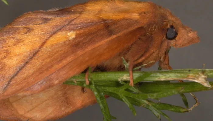 An adult drinker moth on a plant stem.