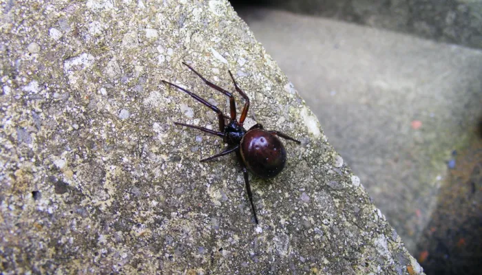 A false widow spider.