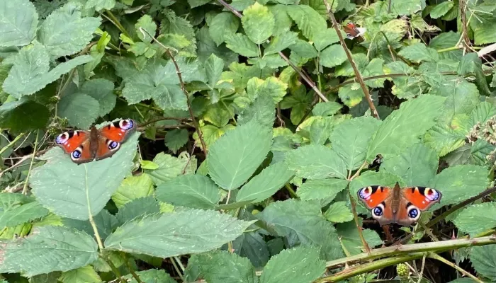 Peacock butterflies on green leaves.