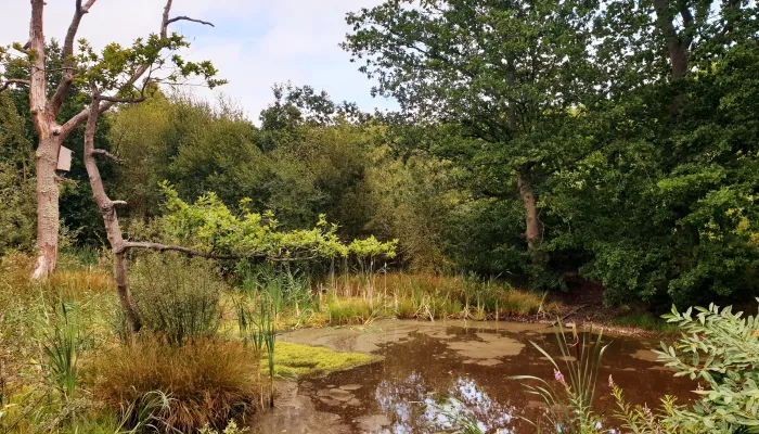 Pond at Cromers Wood