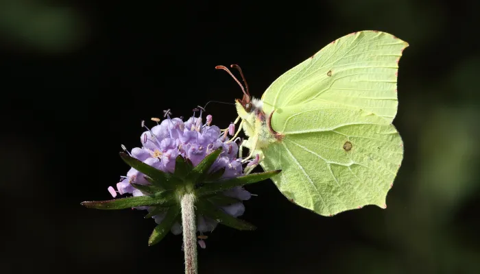 A brimstone moth on a flower, against a dark background