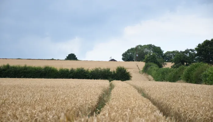 Corn field and arable land