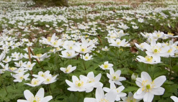 Wood anemones in flower under the trees