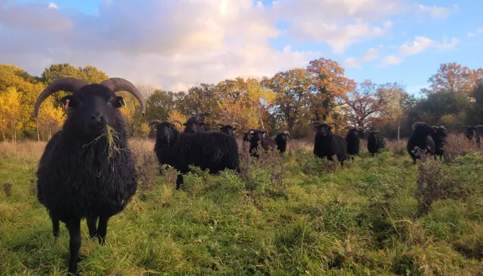 Hebridean sheep