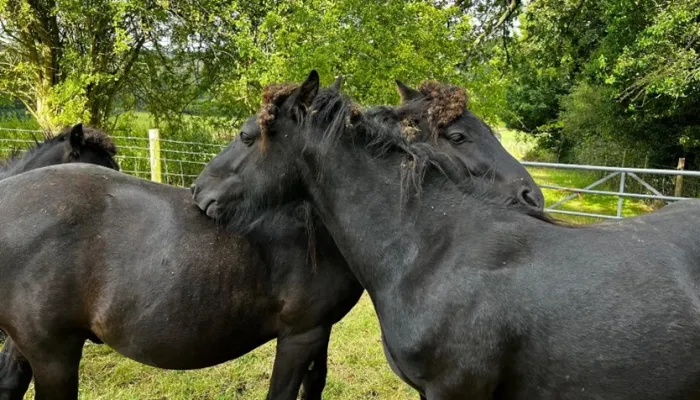 Two black fell pony colts grooming each other.