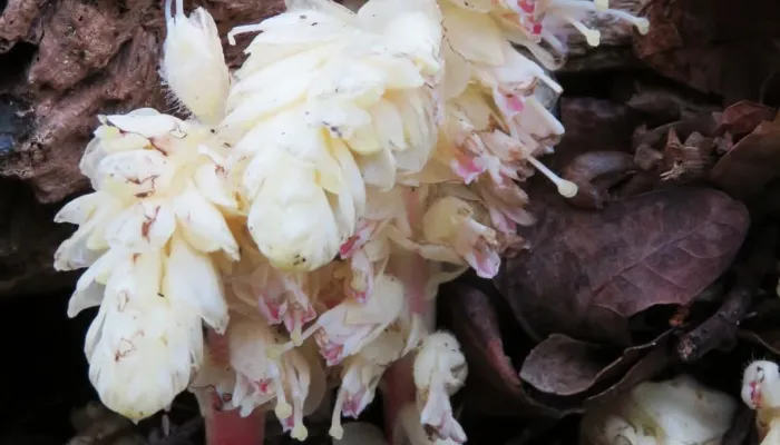 The toothwort plant with white leaves, tinged with pink.