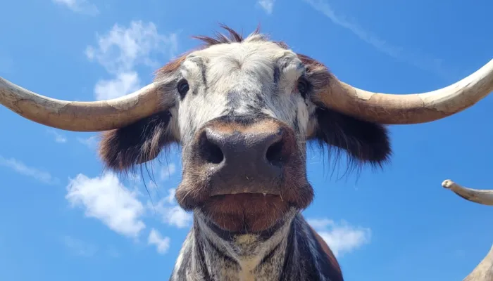 Bob looking down at the camera