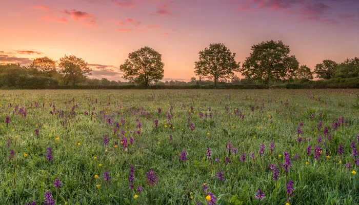 Orchids in meadow at sunrise