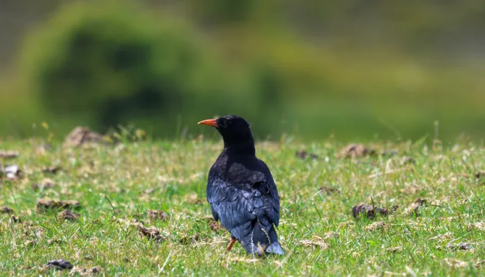 chough chick on grass