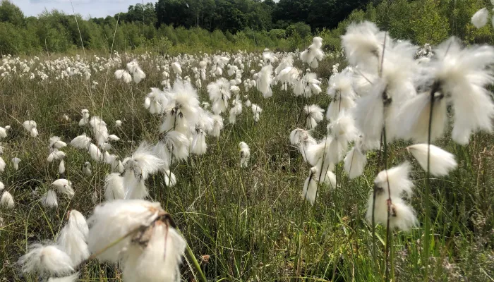 Cotton grass at Hothfield