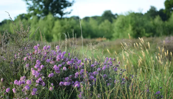 cross leaved heath Hothfield Heathlands