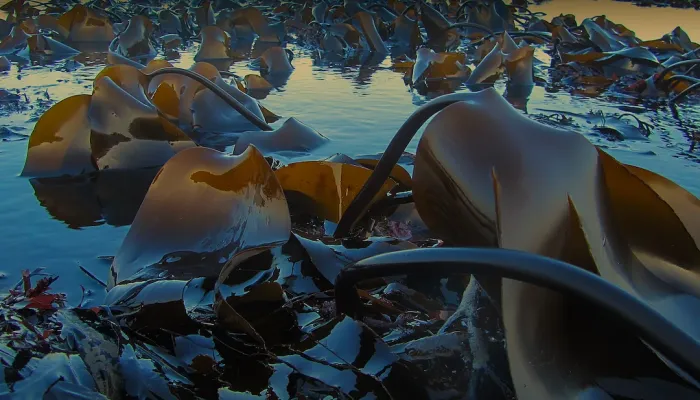 A shoreline teeming with oarweed, a brown seaweed.