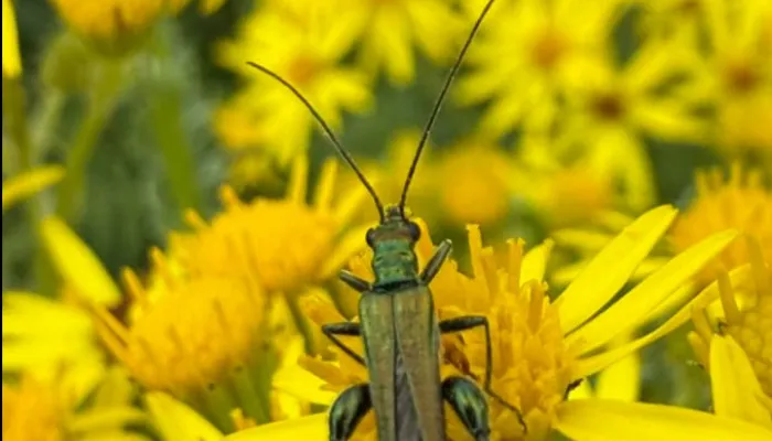 Ragwort with a Thick Knee Beetle sitting on top