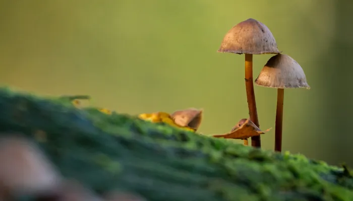 mushrooms on wood trunk with moss