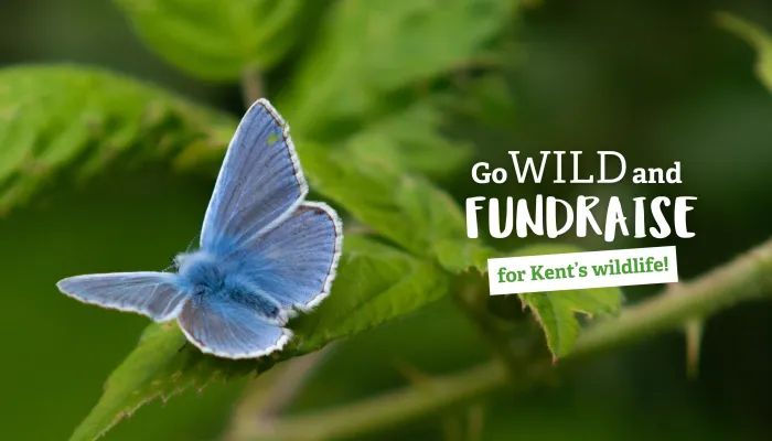 'Go wild and fundraise for Kent's wildlife' in front of an Adonis blue butterfly picture/