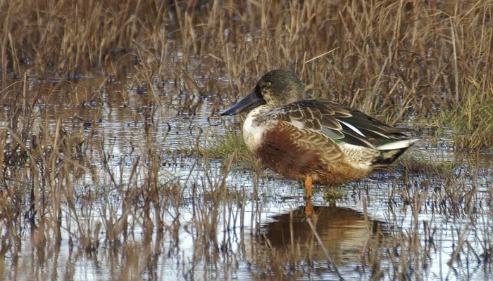 A single shoveler in water among the reeds.
