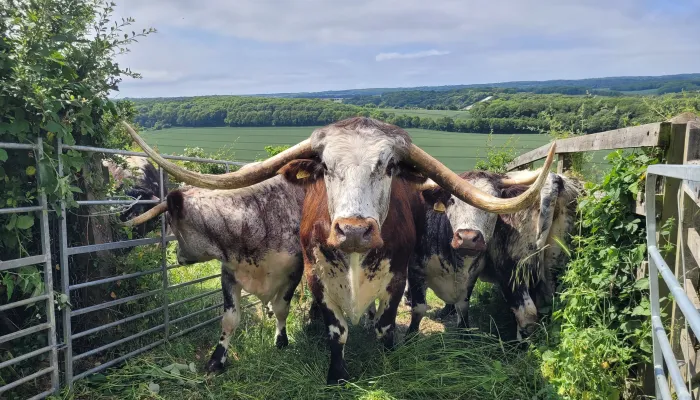 Bob and his Ladies at Darland Banks