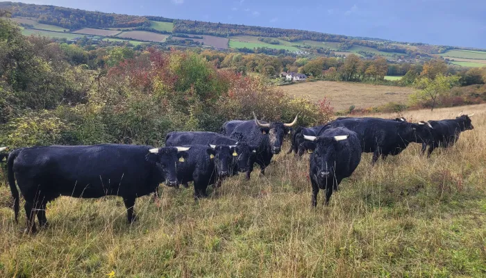 A herd of black dexter cattle standing in a field