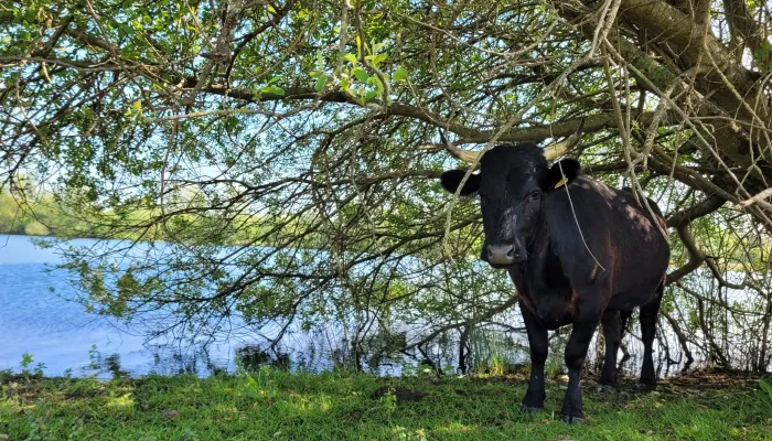 Mini dexter standing under a tree by a lake on a clear sunny day