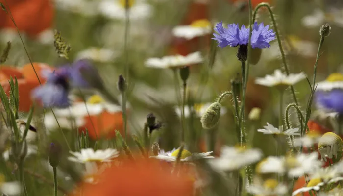 Close up of wildflowers