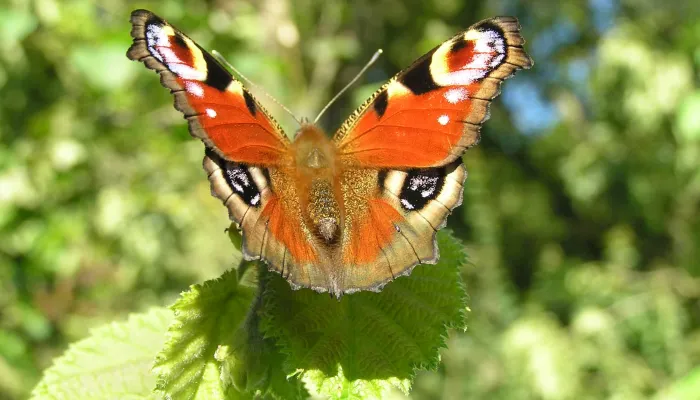 Peacock butterfly on a leaf