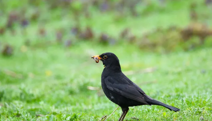 Blackbird with a worm in its mouth on the grass